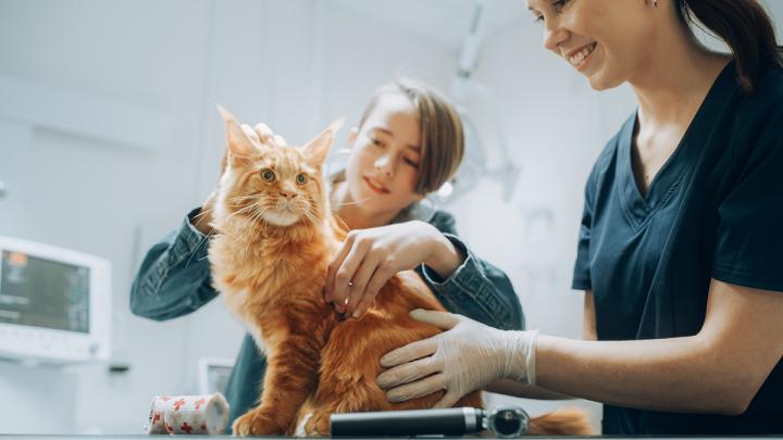 Cat being checked by two veterinarians.