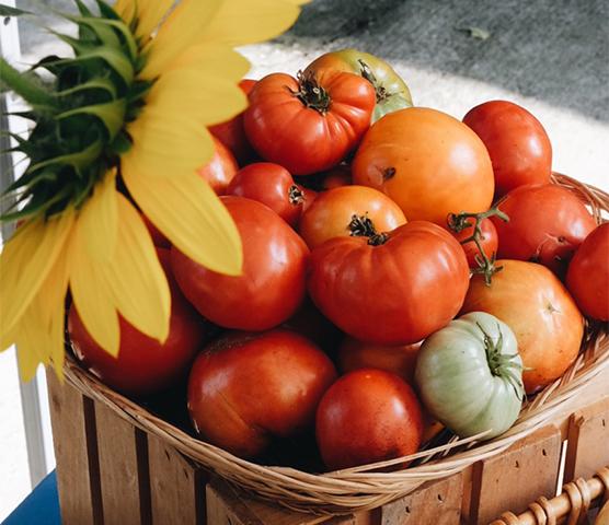 Bushel of tomatoes with a sunflower in the foreground
