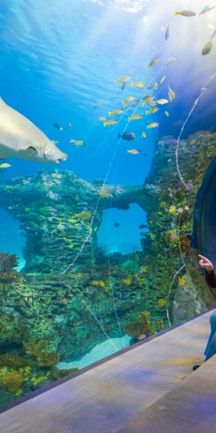 Family watches shark swimming in giant aquarium at the KC Zoo